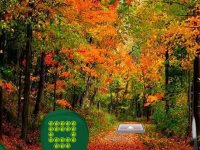 Seeking Turkey Family