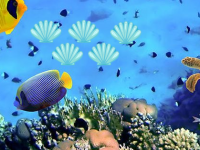 Trapped Cute Fish Escape