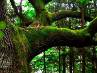 Nature Stream Forest Escape