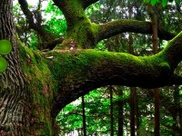 Nature Stream Forest Escape