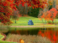 Maple Autumn Forest Escape