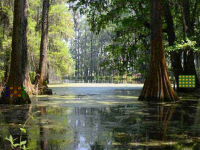 Mangrove Plants Island Escape
