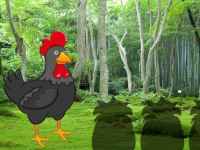 Find The Black Rooster Pair