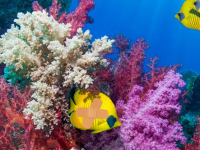 Escape From Undersea