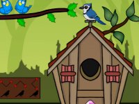 Rescue The Peacock From Cage