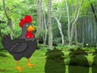 Find The Black Rooster Pair