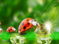 Help The Caterpillar