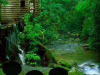 Beautiful Peacock Pair Escape