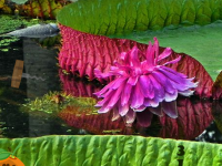 Flower Victoria Rain Forest Escape