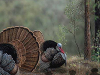 Rescue The Turkey King