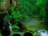 Beautiful Peacock Pair Escape