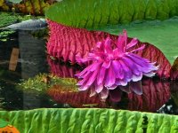 Flower Victoria Rain Forest Escape