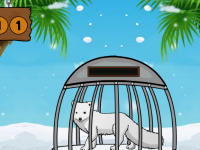 Arctic Fox Rescue From Cage