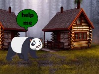 Panda Searching For Her Infant