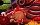 Monkey GO Happy 1046