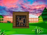 Tortoise Escape From Cage