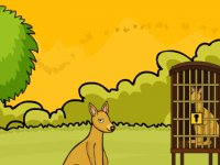 Rescue The Baby Wild Kangaroo