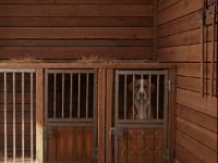 Farm House Dog Escape
