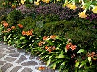 Escape From Tropical Garden