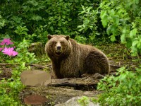 Bavarian Forest Escape