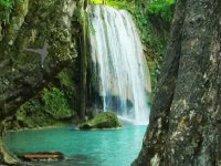 Tropical Woods Escape